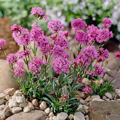 LYCHNIS alpina Lely Deep Rose - лихнис алпийски(1442)